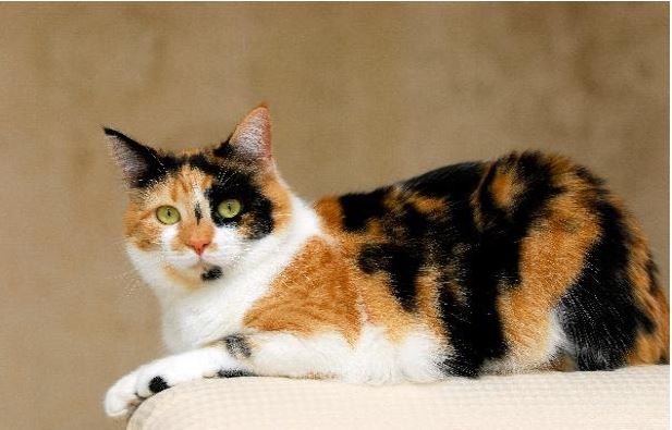 About Calico Cats