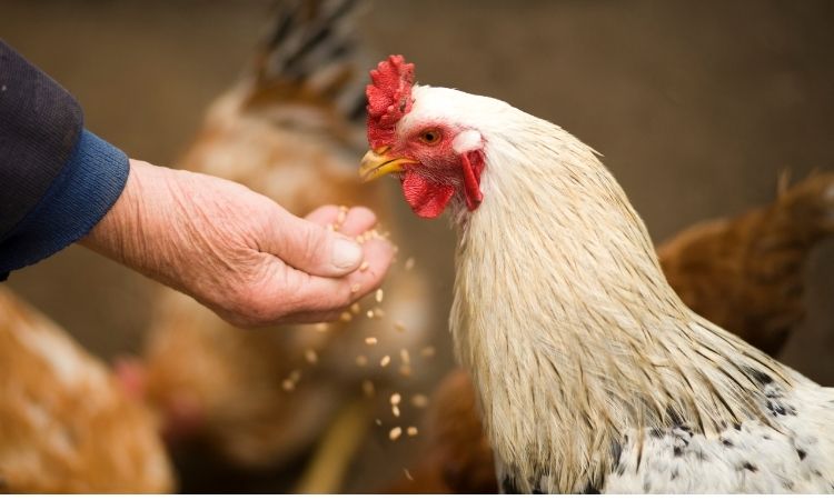 Antibiotic Alternative in Poultry