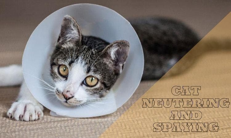 Cat Neutering and Spaying