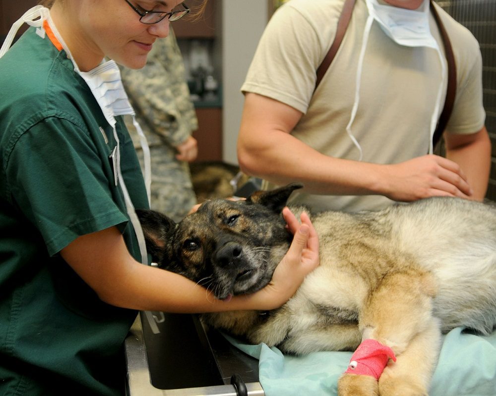 Is It Hard to Become A Veterinarian?