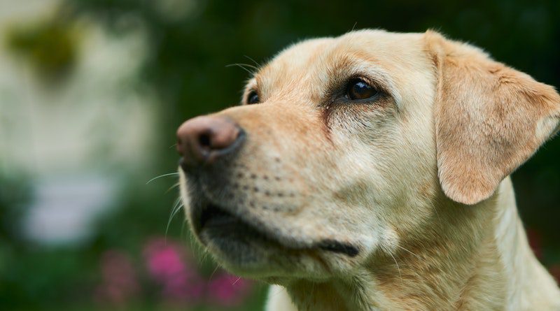 Labrador dog for sale in Noida