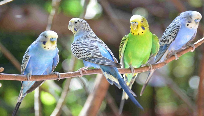 Beginners Guide about How to Take Care of Your Parakeet Pet Birds