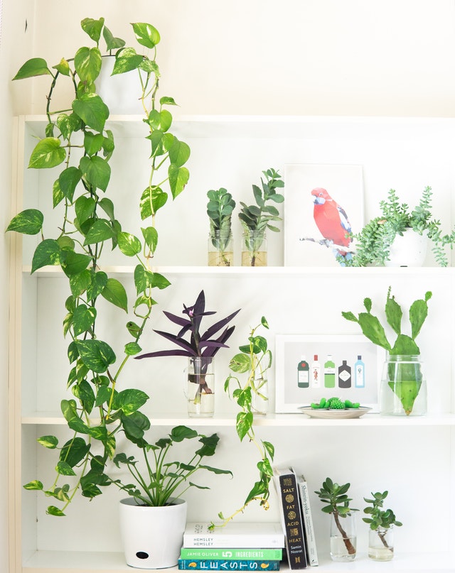 Guide To Taking Care Of Your Indoor Plants