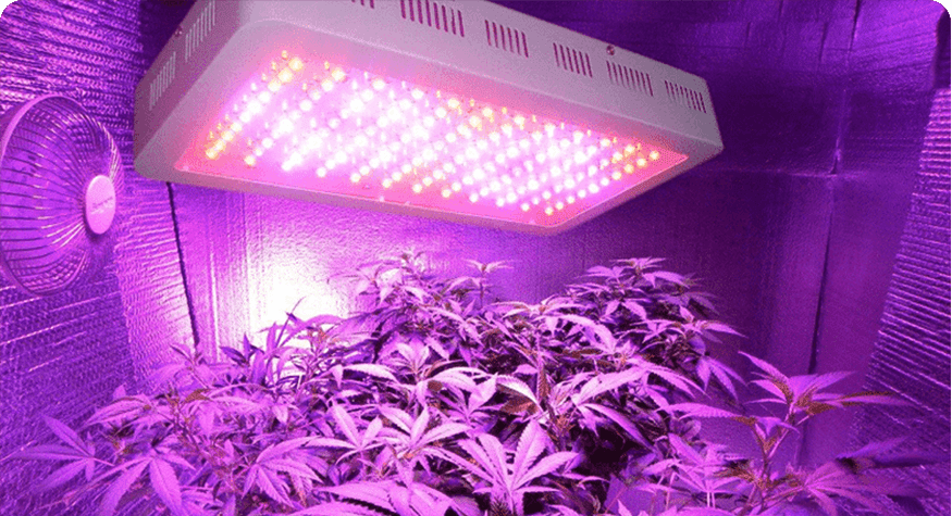 Plant Production Using LED Grow Lights