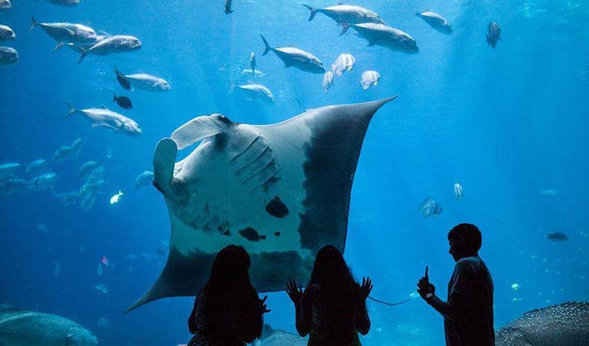 Dubai aquarium and underwater zoo tickets