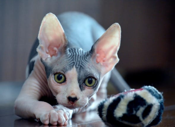 All you needs to know about sphynx cats
