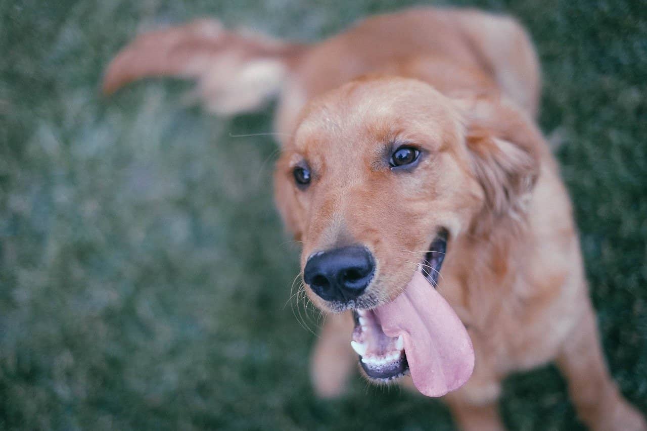 What Are The Basic Facts Of Golden Retrievers?