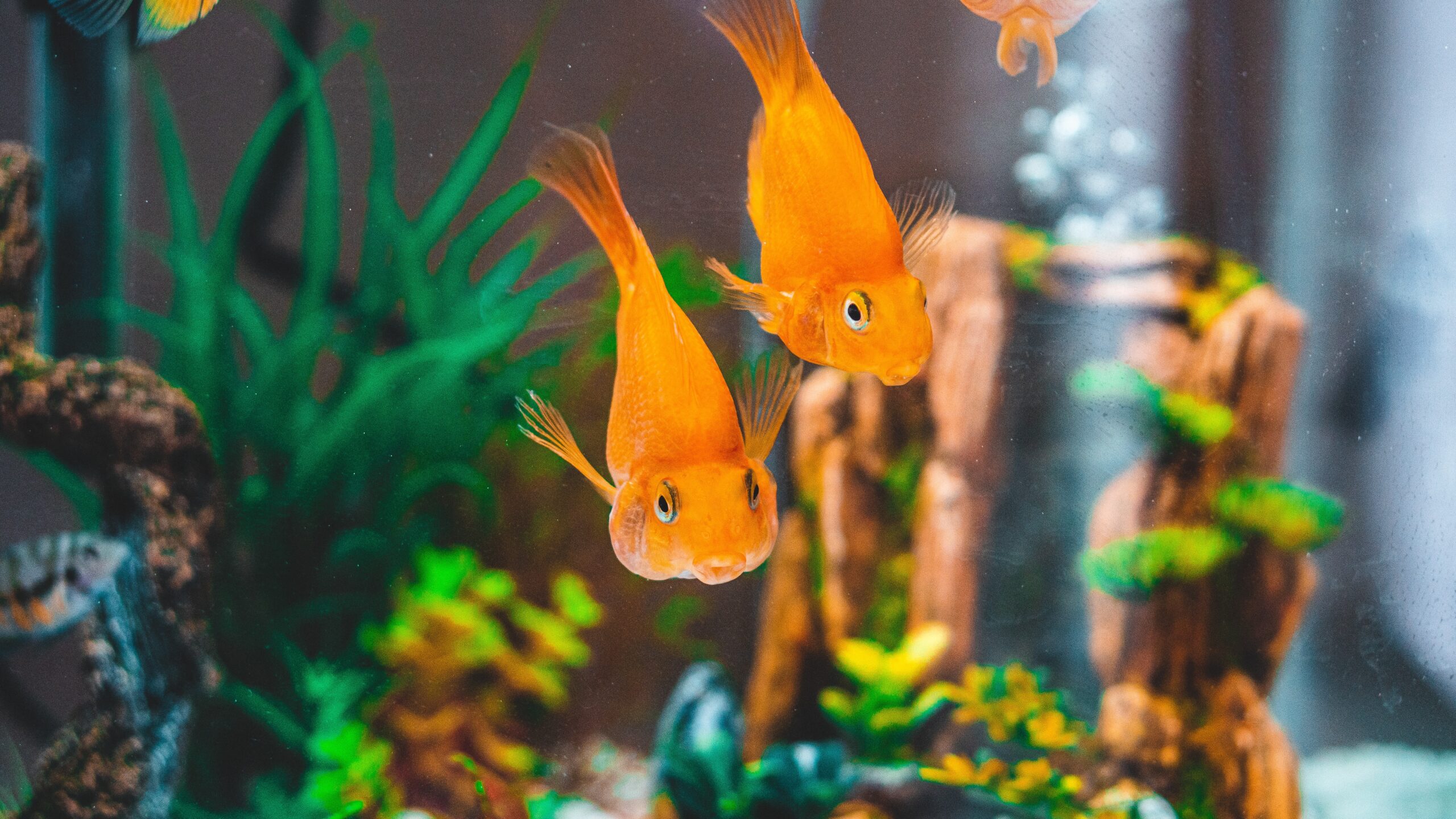 6 Tips to Help You Maintain a Clean Fish Tank