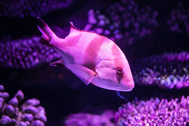 home-aquarium