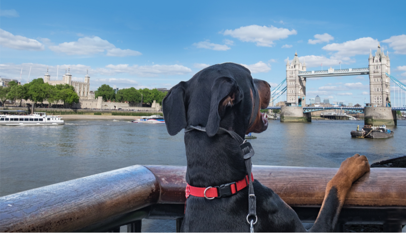 Things to Do in London with Your Dog would be great