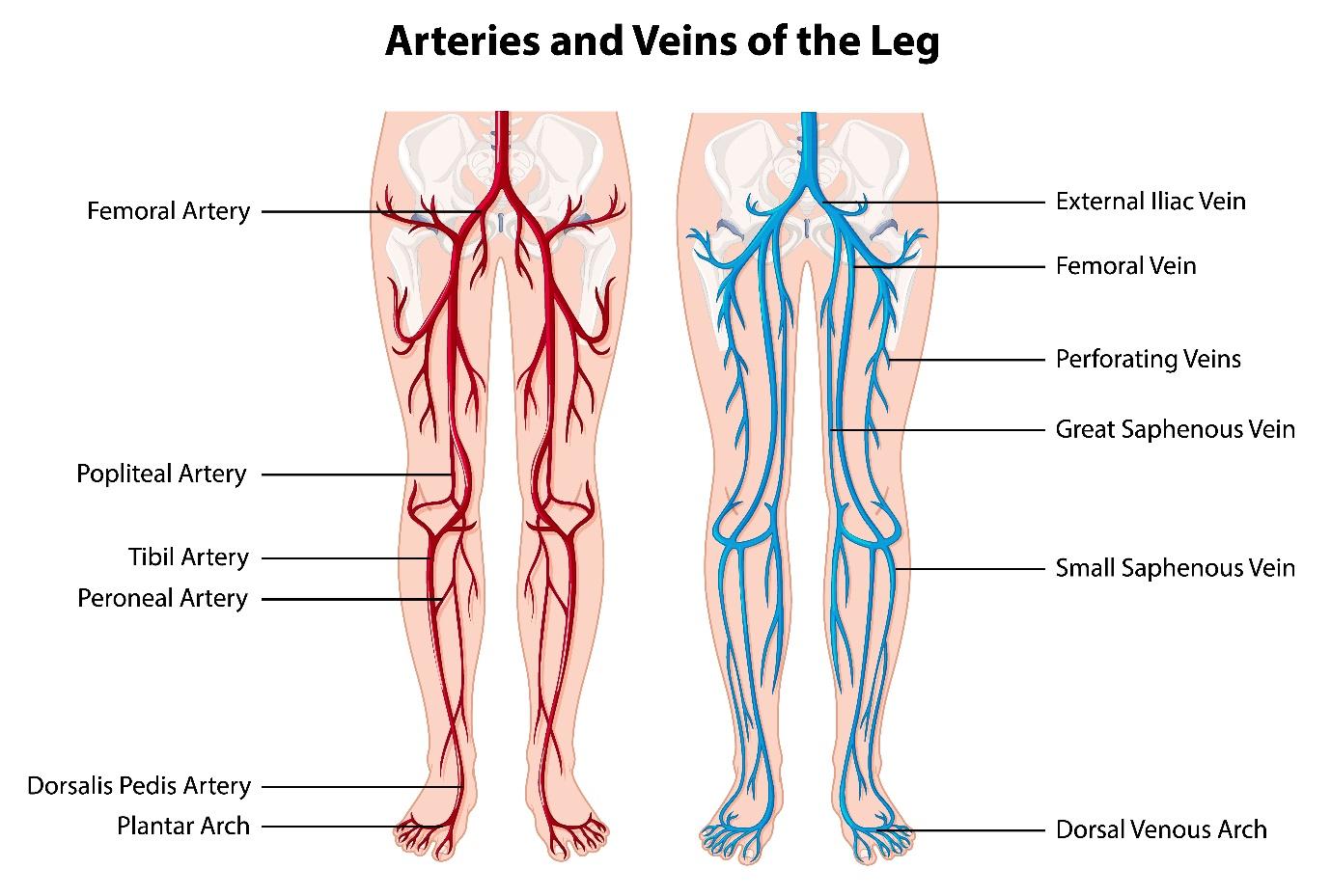Chronic Venous Insufficiency Symptoms And Its Treatment