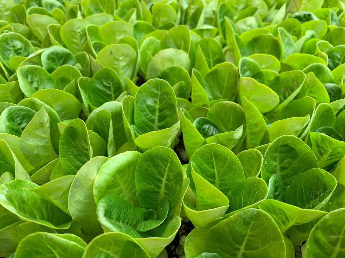 Spinach Cultivation in India
