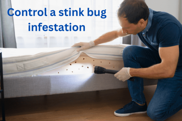 Stink Bug Infestation
