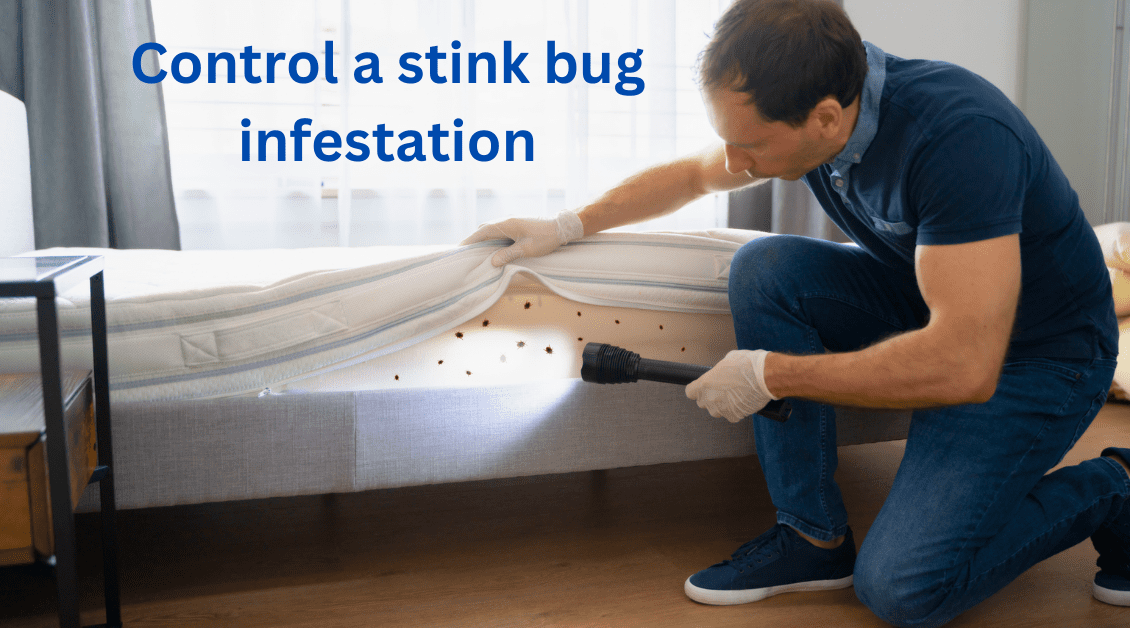 Stink Bug Infestation