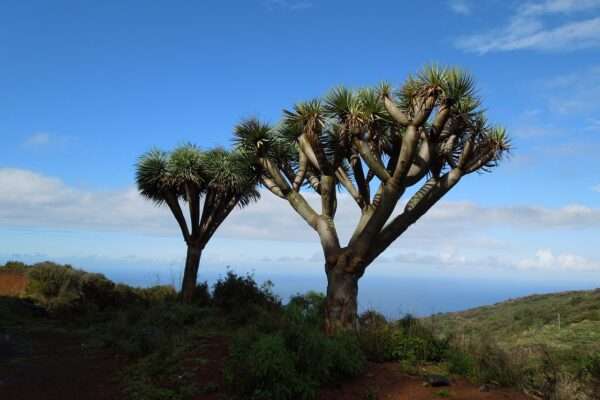 Dragon Tree - Benefits, Care Tips, Uses, and Types