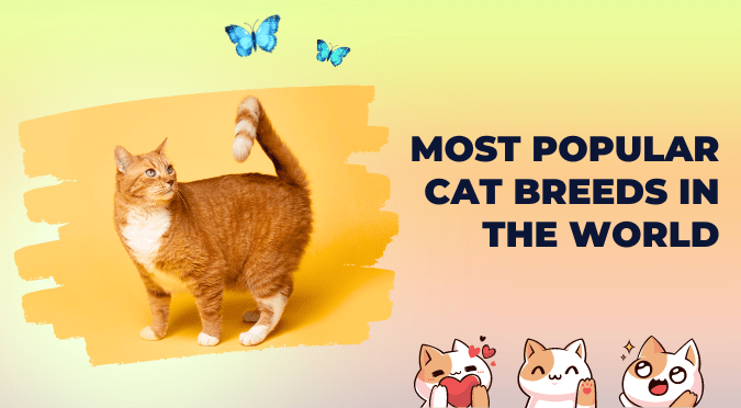 popular cat breeds