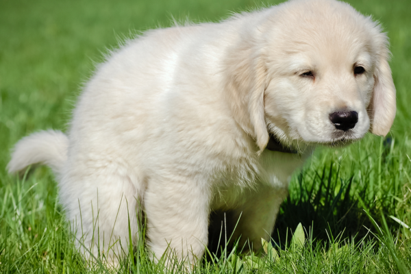 dog utilize potty grass