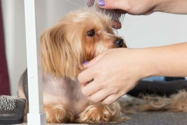 grooming pets techniques
