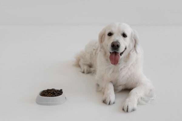 buy pet food online in India