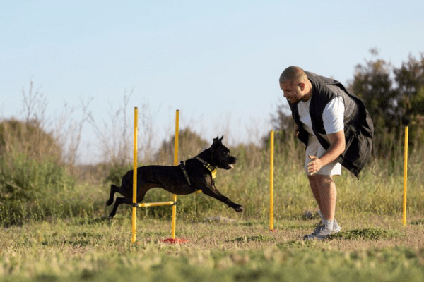 Dog Behaviour Courses