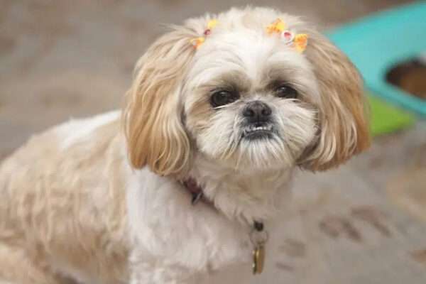 Shih Tzu Puppies