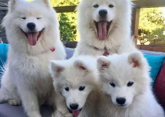 samoyed dog breeders