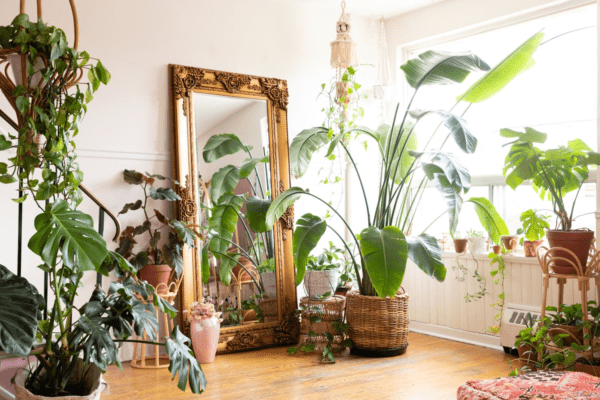 indoor plants