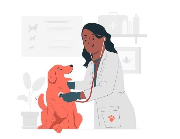 boosting dog immunity